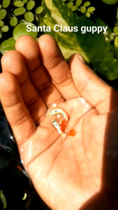 GUPPY DUMBO SANTAI CLAUS PAIR (GRADE) B40