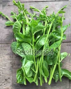 ปลูกง่ายโตไว, ยอดกรอบอร่อย 3ซอง 1ซอง ปลังมือ โปรซื้อ