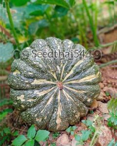 เมล็ดฟักทองลายข้าวตอก