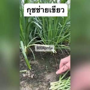 เมล็ดกุยช่าย 250-280 เมล็ด