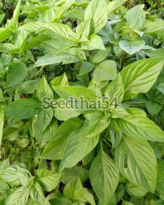 2000 เมล็ด โปรซื้อ 3ซองแถม 1ซอง - เมล็ดโหระพาใบใหญ่ 2000