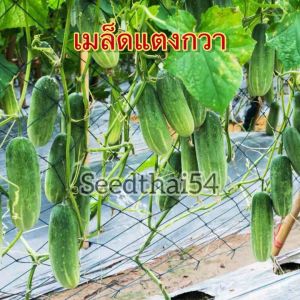 เมล็ดแตงกวา โปรซื้อ 3 แถม 1