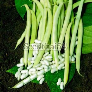 ถั่วแขกเมล็ดขาว