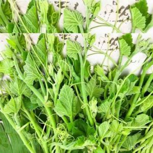 เมล็ดฟักทองเก็บยอด พันธ์ที่ปลูกไว้เก็บยอดโดยเฉพาะ 30 เมล็ด ยอดอวบ กรอบ แตกยอดไว