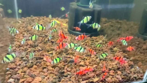 Paket Isi 5 Hiasan Aquarium Harga Murah | Hiasan Murah Aquarium | Stik Isi 5 Paketan Sumat Glow