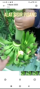 ALAT PENYISIR BUAH PISANG TERBARU TAJAM DARI BESI BAJA SPOH pande ASLI