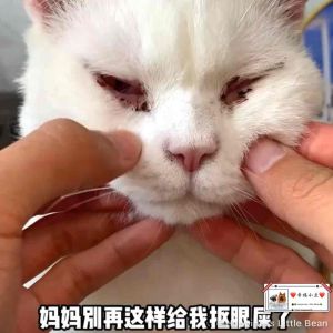 Dog cat eye wash 60ml eye drops 狗狗猫咪洗眼液60ml滴眼液宠物滴眼液 洗眼液 去泪痕猫狗通用 护眼清洁不刺激【Pet Eye Drops】Tear Stain Remover for Cats & Dogs eye care