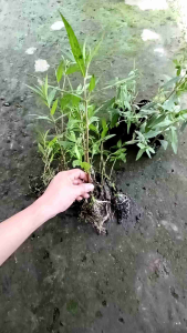 Cây cỏ mực giống - Cây nhọ nồi giống (cao 20-30cm như hình)