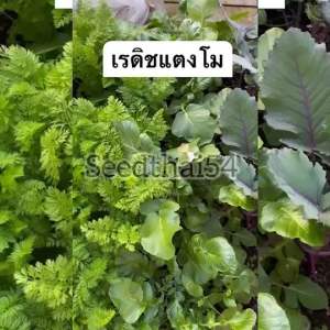 เนื้อแดงแรดิชแตงมมั่น 700-800 เมล็ด - สายพันธุ์ - OP