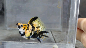 Red Head High Fin Balloon Molly Fish(Male) 红头短身气球茉莉鱼(公)❗️(Not random fish)❗️Fish same as order❗️41