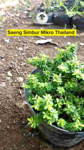 Bahan Bonsai Saeng Simbur Mikro Thailand Bunga Ungu
