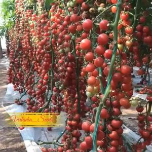 [Virladia Seeds] Biji Benih tanaman tomat bulat merah