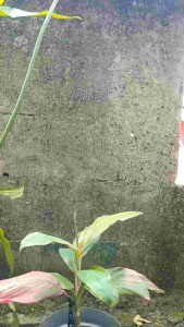 sandal anak perempuan sandal baim wedges tinggi 6Cm sandal kodok lucu sandal anak cewe nyaman terbaru 2025 Fashion