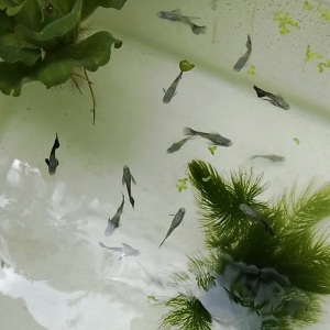 GPS Aquatic Black Rose Ribbon Guppy 1 pair