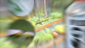 Neem Oil Organic Pesticide / Minyak Semambu / Kawalan Serangga Perosak Organik