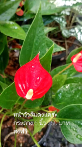 🚛 ส่งฟรี ดอกหน้าวัวแคระสีแดง  สีแดงดอกแคระ ไซส์ใหญ่ สีสวย ดอกแข็ง ออกดอกบ่อย เลี้ยงง่าย ดอกบานนาน ชอบน้ำ ชอบร่มรำไร ต้นแข็งแรงสมบูรณ์ พร้อมโชว์ พร้อมกระถาง 6 นิ้ว เหมาะกับการขยายพันธุ์ ตกแต่งบ้าน ของสะสม ของขวัญ ของฝาก 18+ ผู้ใหญ่ วัยทำงาน ทุกเพศ