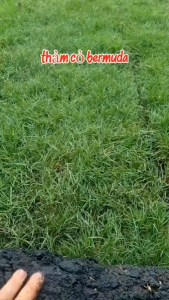 thảm cỏ thật bermuda thảm 0.5 mét vuông