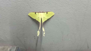 pokok bunga raya warna merah jenis bunga dua lapis