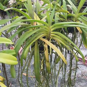 กล้วยไม้เอื้องกุหลาบแม่เมยมาลัยแดง ดอกหอมช่อยาว ฤดูดอกมีนาคม