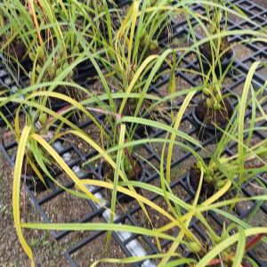 กล้วยไม้แม็กซิลาเรียทีนุย เป็นกล้วยไม้ ที่มีกลิ่นหอมแปลกๆเหมือนขนม