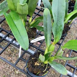 แคทลียา C.mishima elf.