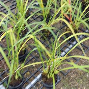 กล้วยไม้แม็กสิราเลีย ในกระถาง 3.5” ดอกมีกลิ่นหอมออกดอกช่วงหน้าร้อน