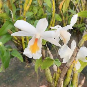 กล้วยไม้ เอื้องเงินหลวงดอกหอมอ่อนๆ ออกดอกทั้งปี