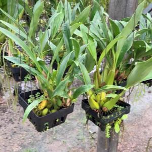 กล้วยไม้เอื้องเทียนสกาวจันทร์ กลิ่นหอม (Coelogyne nitida) หายาก 100 ไม้ ครับ