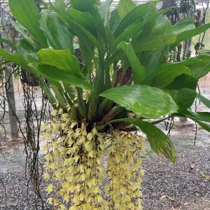 กล้วยไม้สายเสริฐกอใหญ่มากๆ ในกระถาง8นิ้ว พร้อมให้ดอกในฤดูการนี้