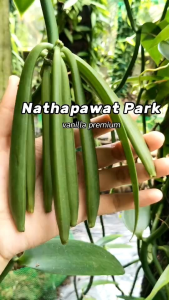 ฝักวานิลลา Vanilla Beans เกรด A ชุด 3ฝัก (17-19cm.)