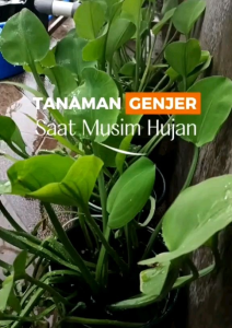 500 BUTIR BIJI/BENIH TANAMAN GENJER/GENDOT