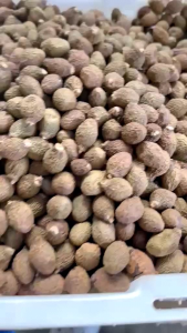 หมากจองหรือลูกสำรอง