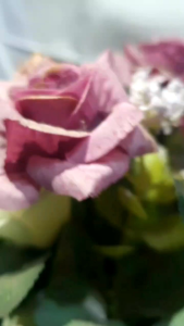 SIWANG MPOK IROH 600ML