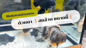 ปลาCosmo เม็ดจม  โปรตีน42% 🔥เร่งสี เร่งโต น้ำไม่ขุ่น💯
