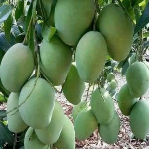 Tabulampot Bibit Mangga Harumanis Unggul Hasil Okulasi Cepat Berbuah