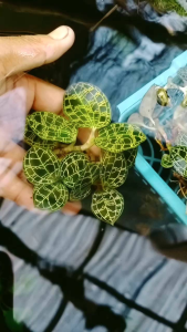 jewel orchid macodes petola/ki aksara tanaman aquasacpe/paludarium media wabikusa