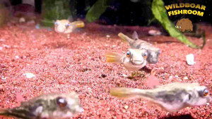 Fahaka Pufferfish (Tetraodon Lineatus) | Live animal