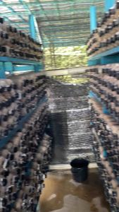 (5 Bongkah) Bongkah Cendawan Tiram Kelabu