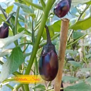 [Virladia Seeds] Biji Benih tanaman Terong Patio Baby