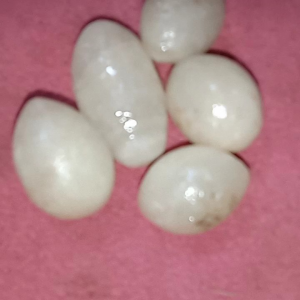 mustika kelapa bukan kentus kelapa