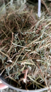 1kg Cây Chó Đẻ (Diệp Hạ Châu) - phơi khô
