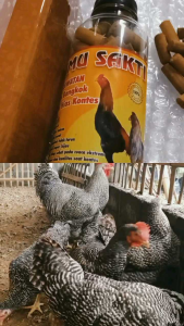 Jamu ayam bangkok dan ayam hias ( jamu sakti ) 1 botol isi 80-90 butir