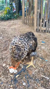 Obat Ayam Karuhun Herbal Untuk Mengatasi Berbagai Penyakit Pada Ayam/Unggas dll.