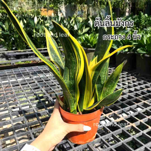 ต้นลิ้นมังกร ส่งพร้อมกระถางดำ ขนาด 4 นิ้ว ไม้ฟอกอากาศ ดูดซับสารพิษ ให้บรรยากาศสดชื่น