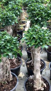 ต้นช้อนเงินช้อนทอง ช้อนเงินช้อนทอง ไทรช้อนเงินช้อนทอง บอนไซ ช้อนเงินช้อนทองบอนไซ ไม้มงคล ขนาดกระถาง 11 นิ้ว 15 นิ้ว ต้นไม้ช้อนเงิน ช้อนเงิน ช้อนทอง - Lazada