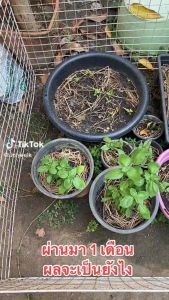 แก้ดินแน่น ดินแข็ง พาราดิน 1กระปุก สารอินทรีย์แท้ ดินร่วนซุย แก้ปัญหาดินเสีย ขนาด 500 กรัม