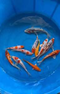JAPAN KOI LOCAL BREED SPECIAL SELECTION GRADE 5-6” 11pcs COMBO at 1088 + shipping 50