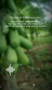 Bibit Pepaya California Nabila.F1 20GR: Panduan Lengkap