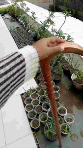 Tongkat Jalan Kayu Nogosari Nagasari Motif Pipih