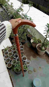 Tongkat Jalan Kayu Nogosari Nagasari Motif Profil Premium